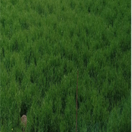 SBJEI-FRESH GREEN PEA LEAVES